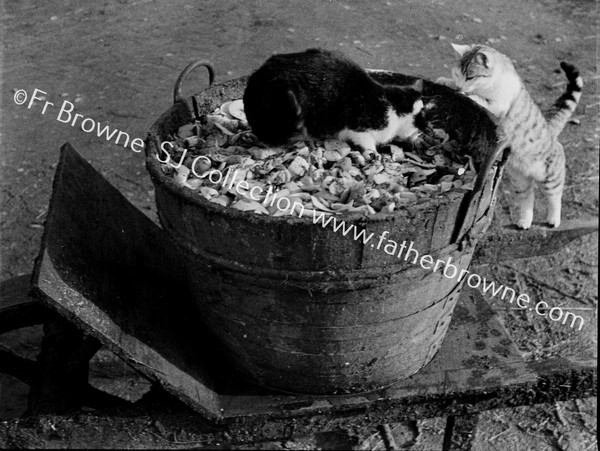 CATS PLAYING ON WHEEL-BARROWS